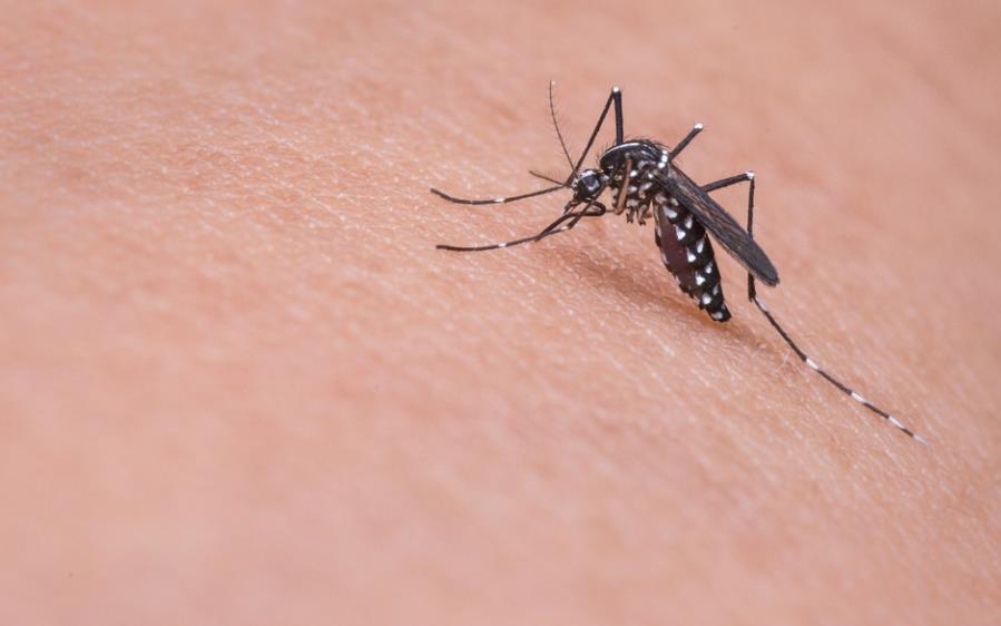 春夏蚊虫叮咬严重，疟疾传播可防可治
